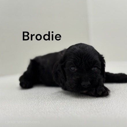 puppy, for, sale, Cocker Spaniel, Joe & Cherri  Overlease, dog, breeder, Miller, MO, dog-breeder, puppy-for-sale, forsale, nearby, find, puppyfind, locator, puppylocator, aca